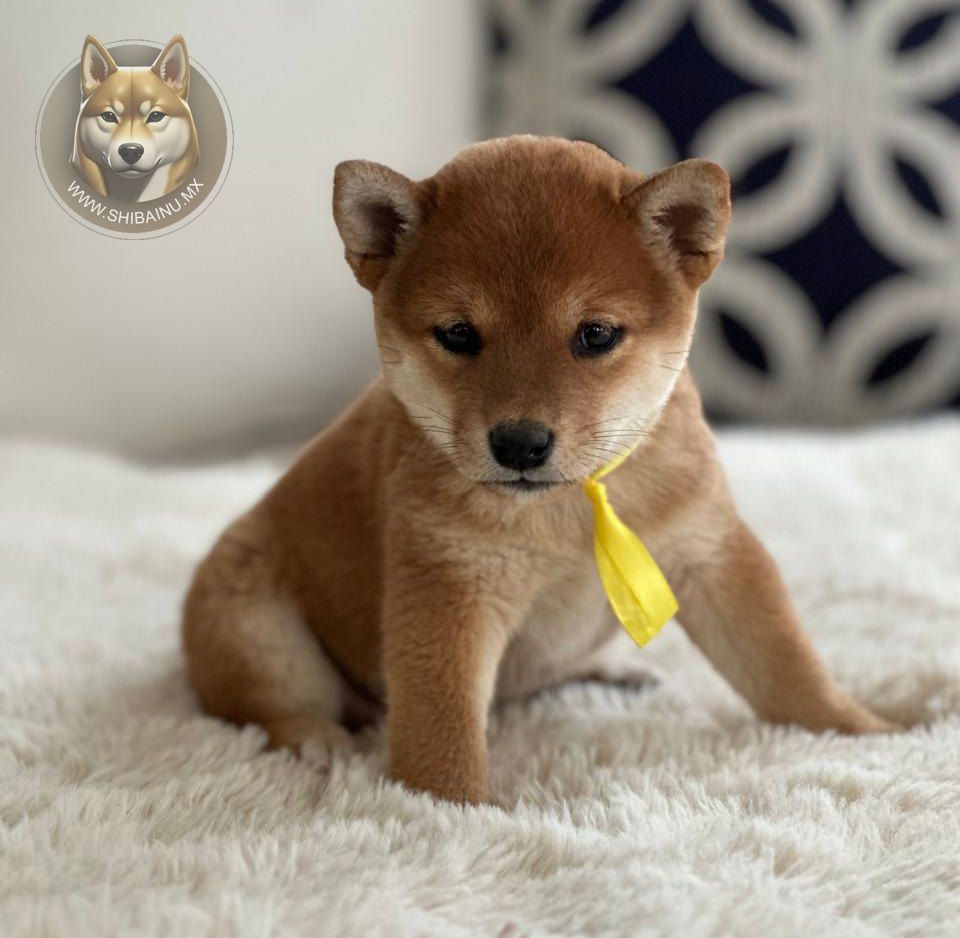 Cachorros Shiba Inu En Venta | Shibainu.mx Mexico