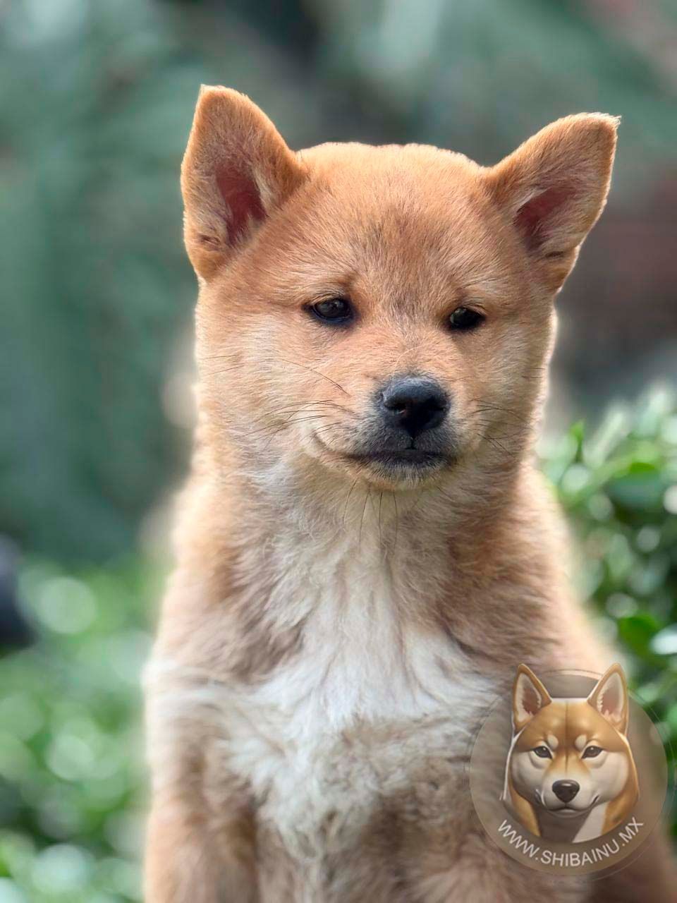 cachorro shiba inu rojo