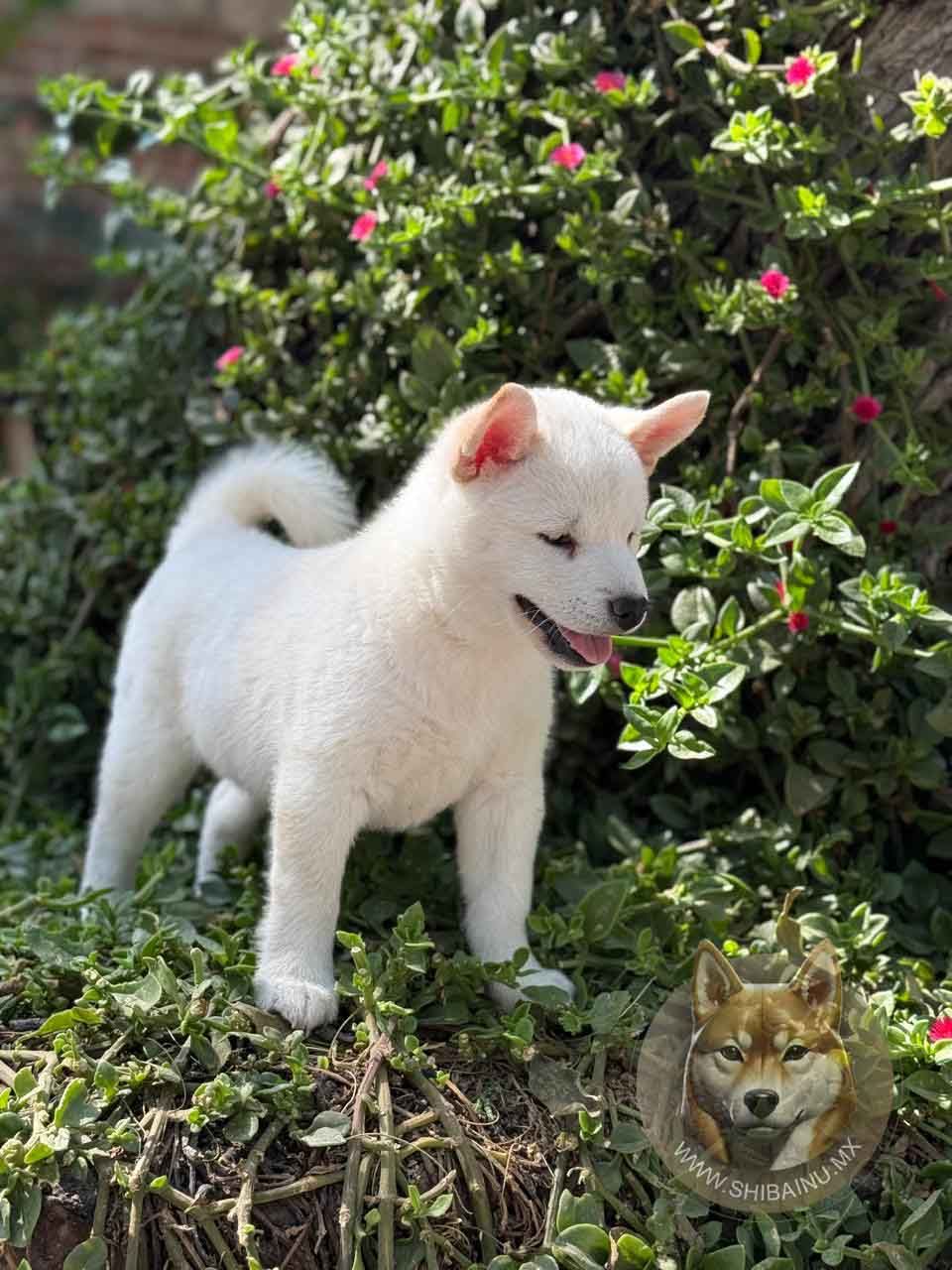 shiba inu en venta