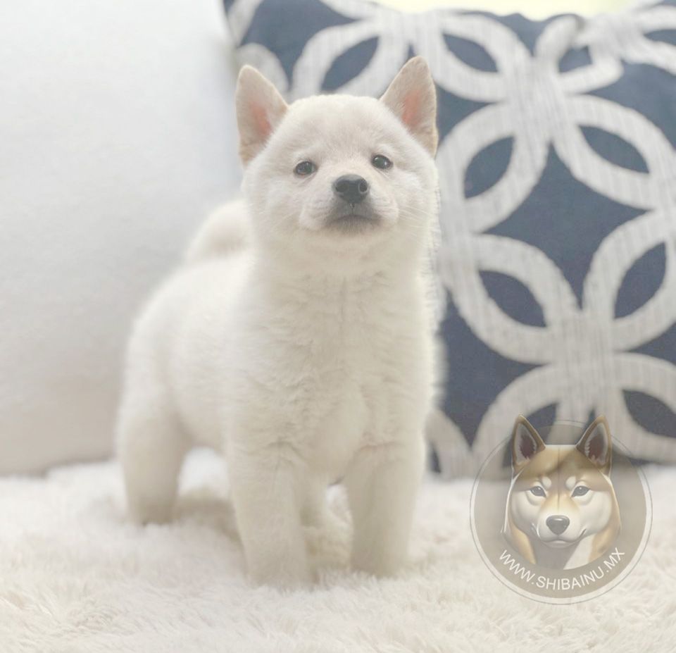 cachorro shiba inu blanco