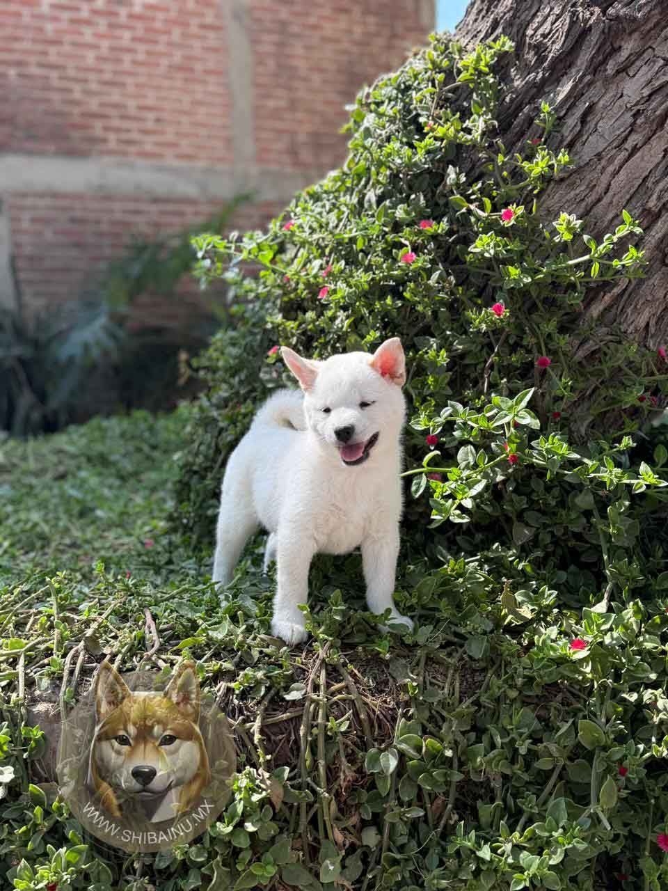 shiba inu en venta