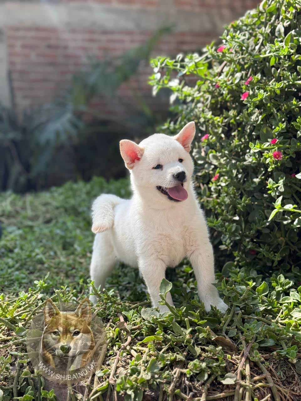 shiba inu en venta