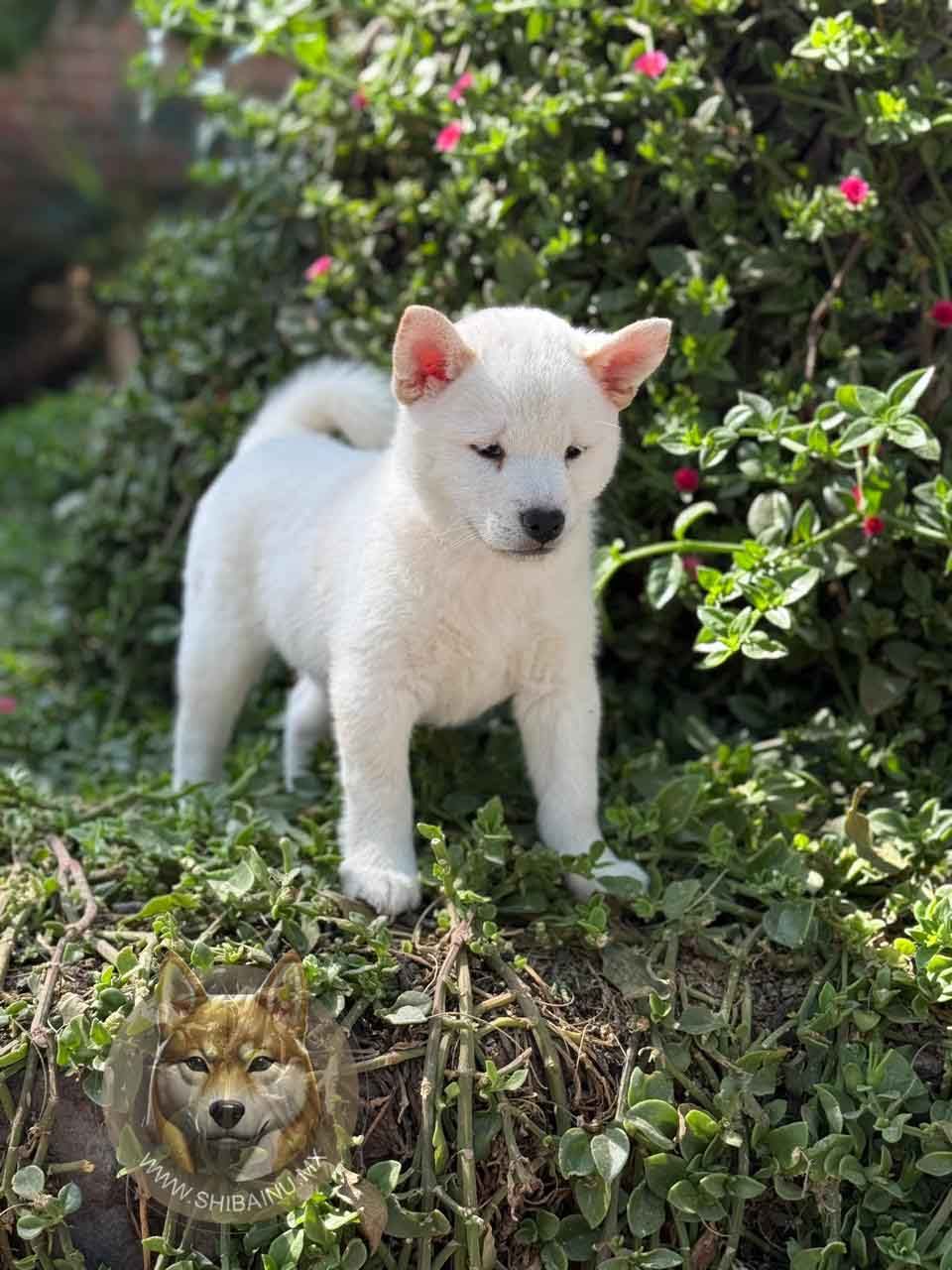 shiba inu en venta