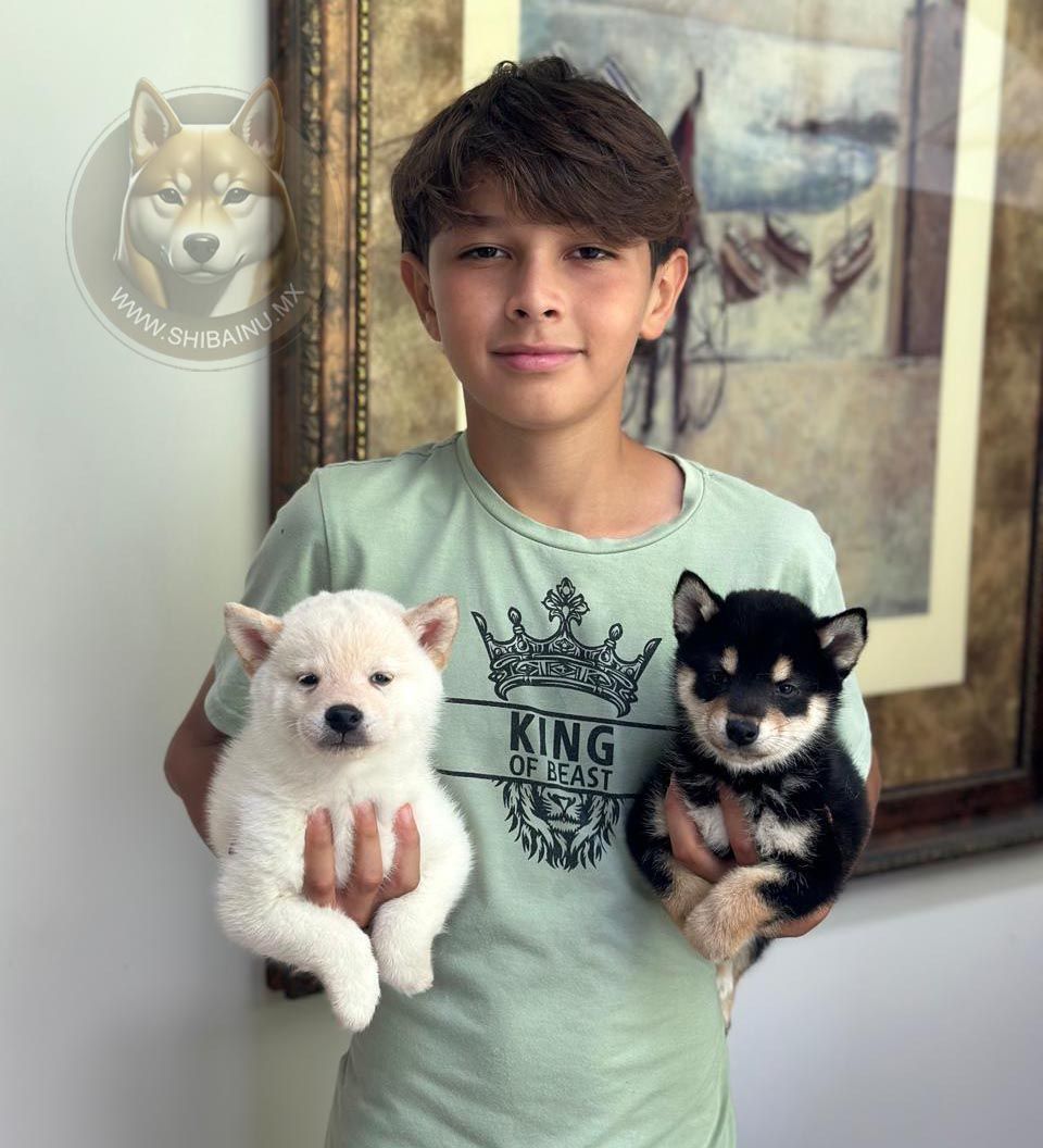 cachorro shiba inu black & tan