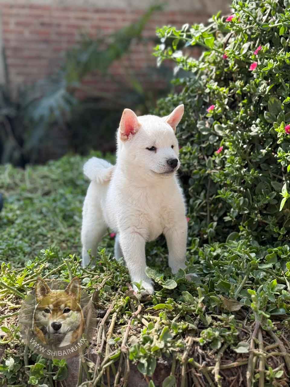 shiba inu en venta
