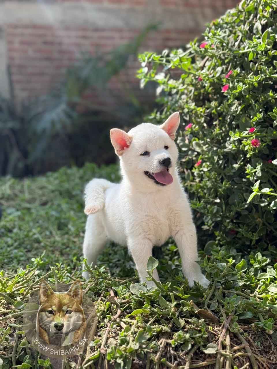 shiba inu en venta