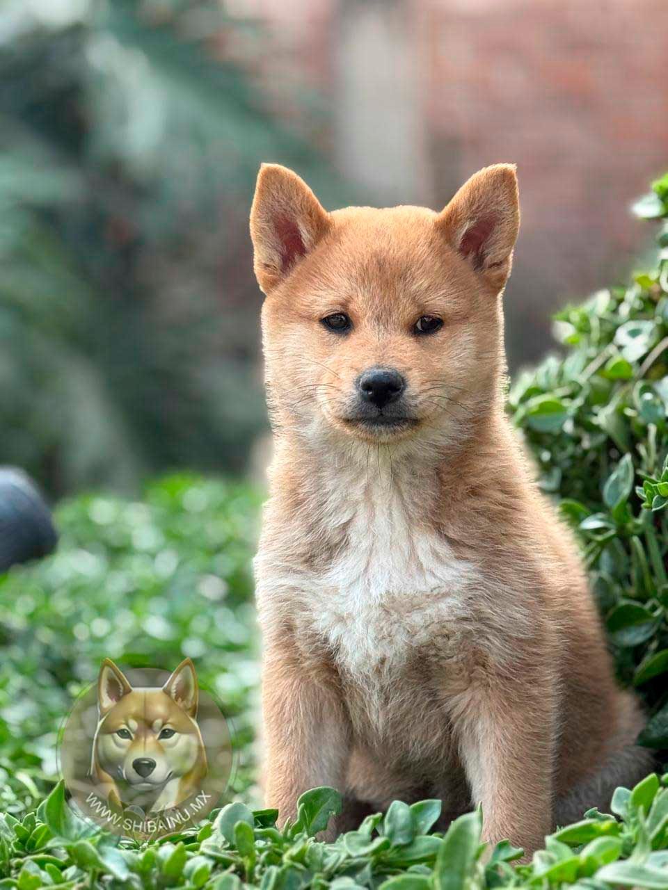 cachorro shiba inu rojo