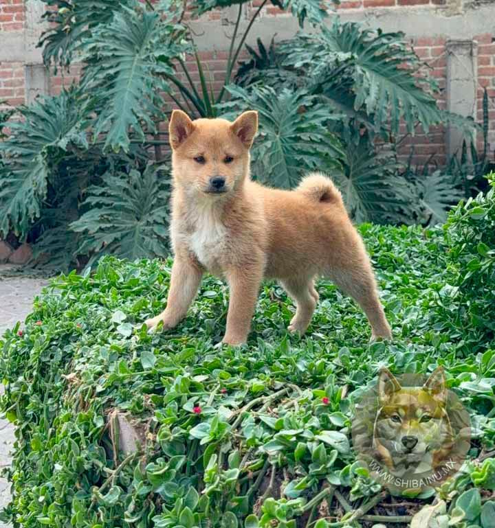 cachorro shiba inu rojo