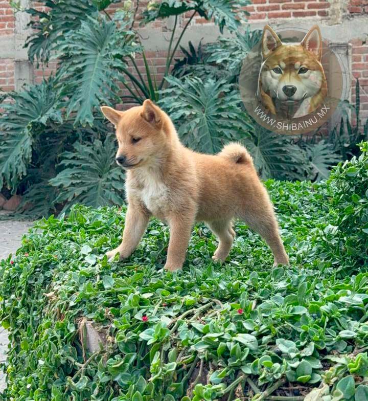cachorro shiba inu rojo