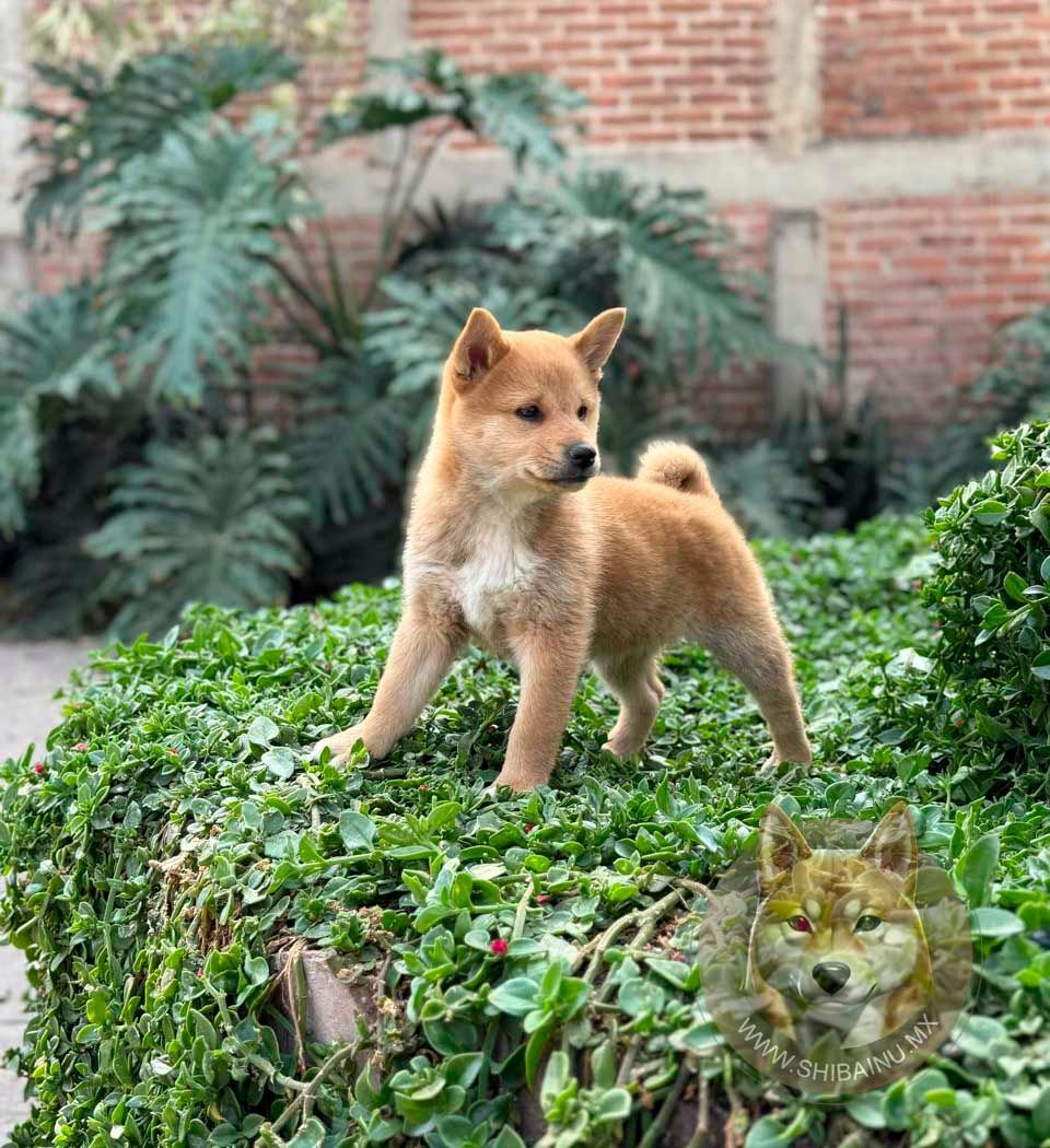 cachorro shiba inu rojo