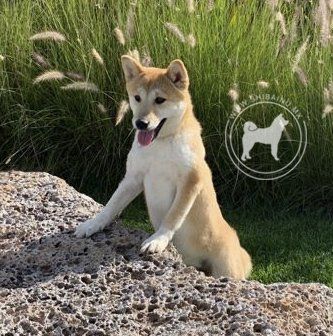 shiba inu en venta