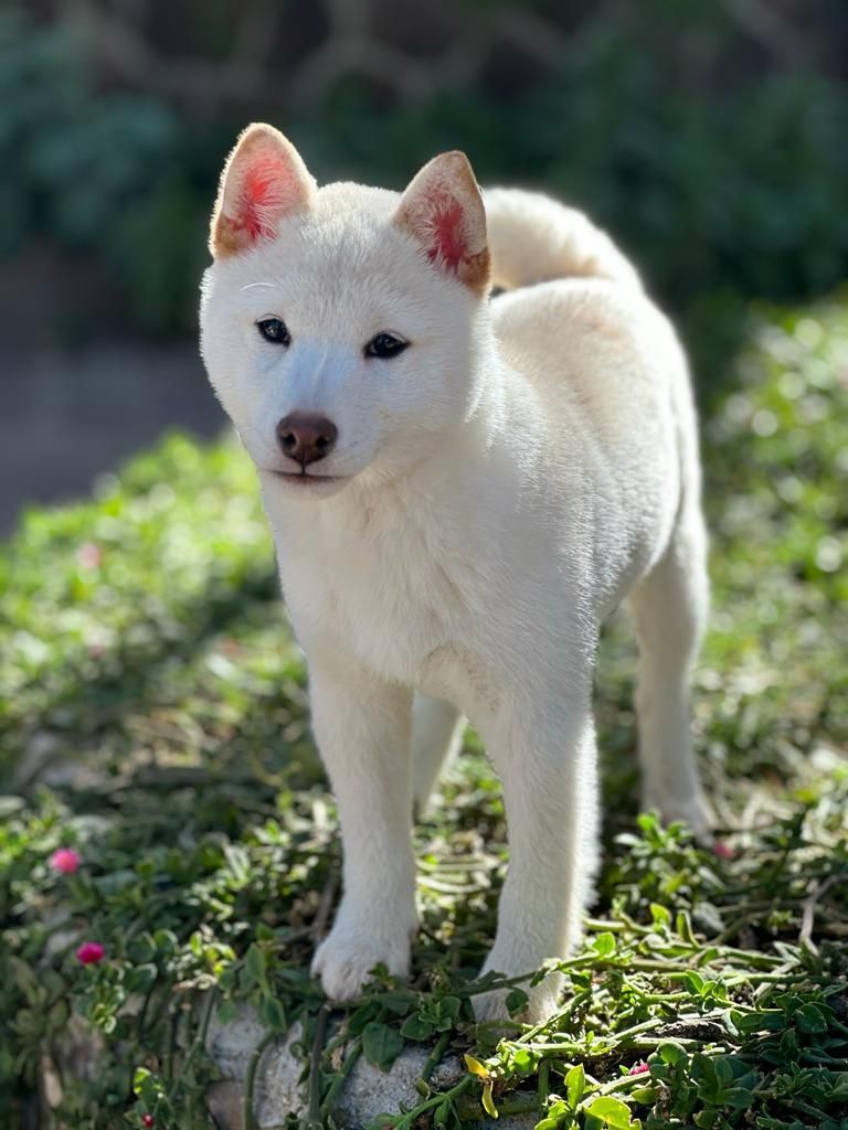 shiba inu blanco