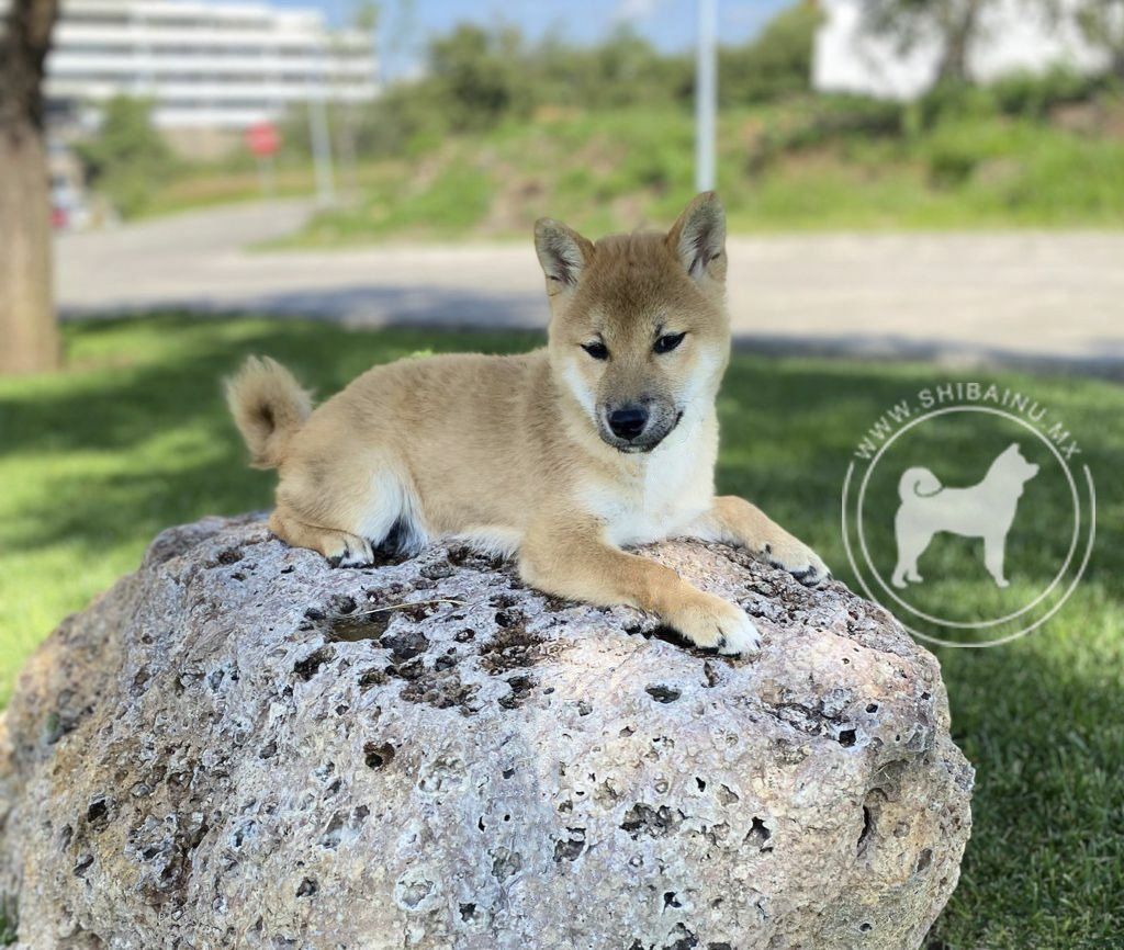 shiba inu en venta