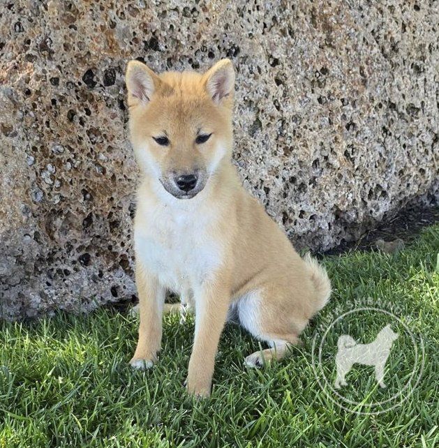 shiba inu en venta