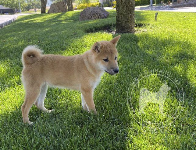 shiba inu en venta