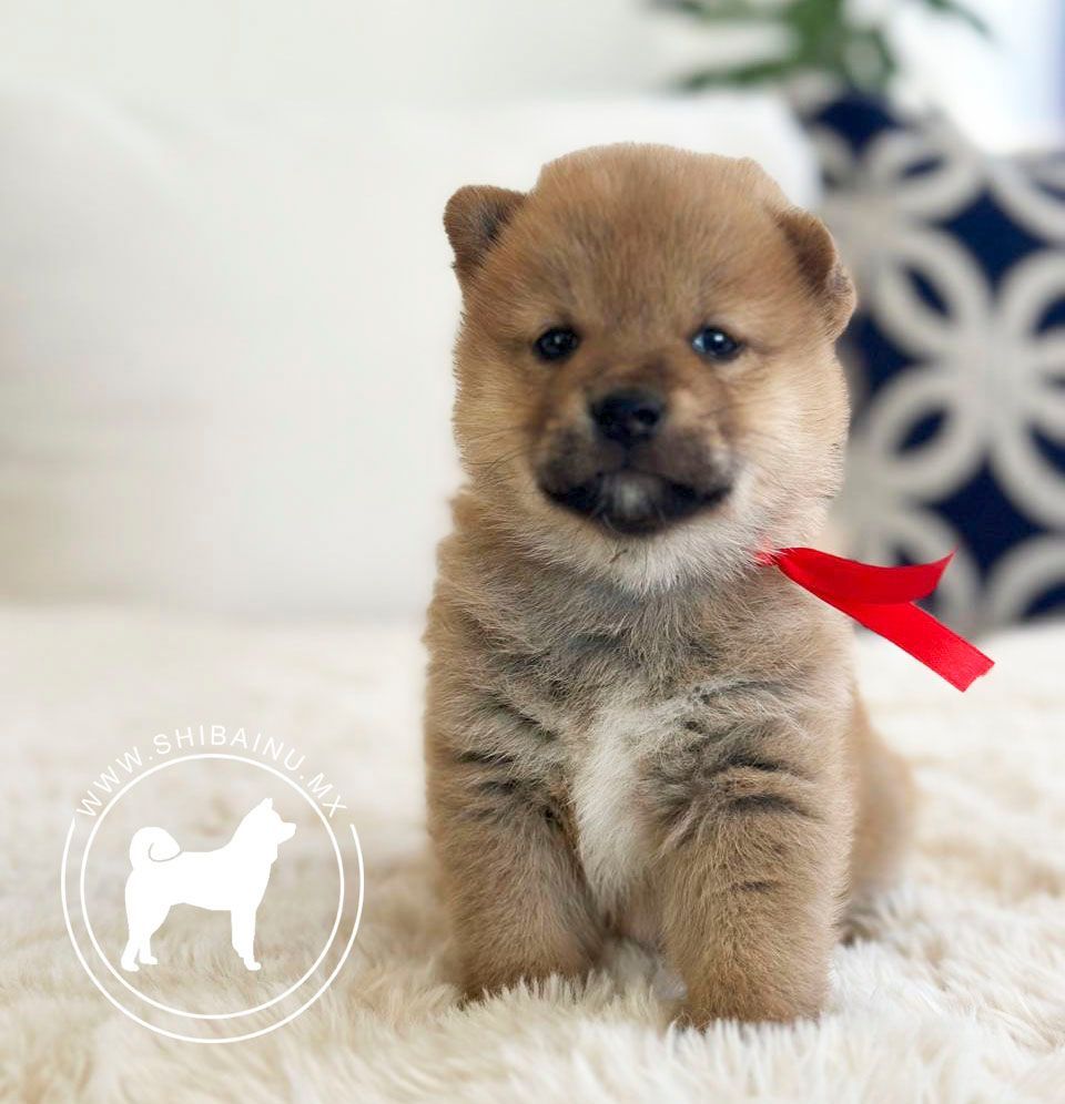 cachorro shiba inu en venta