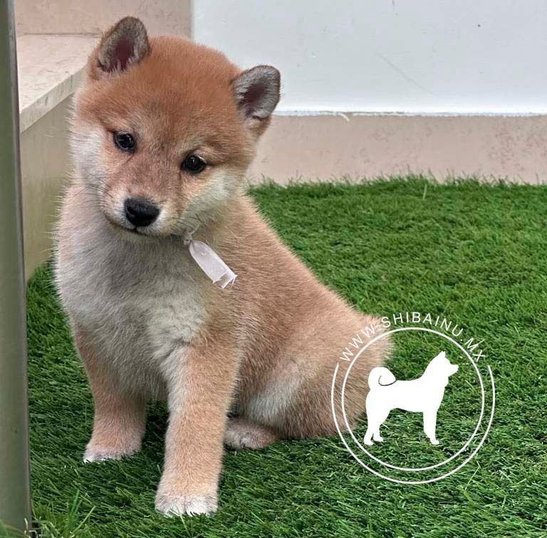 cachorro shiba inu venta