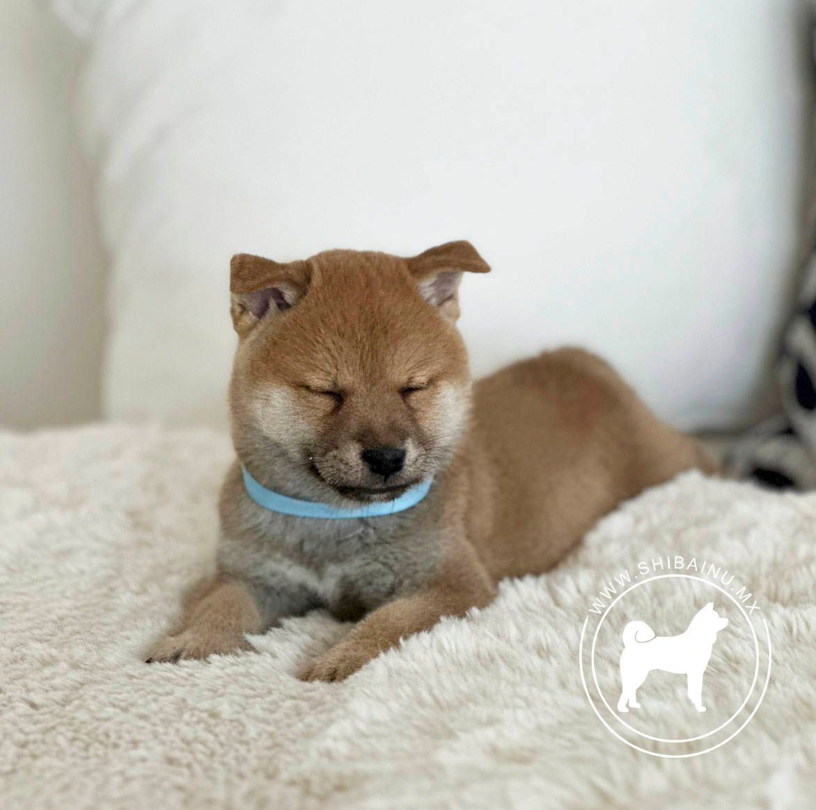 cachorro shiba inu en venta