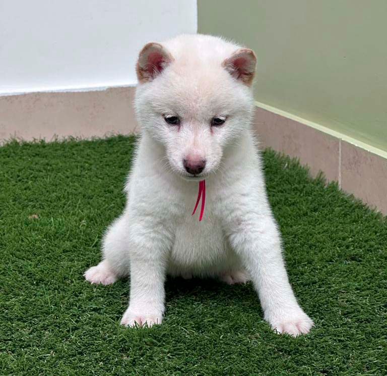 cachorro shiba inu en venta