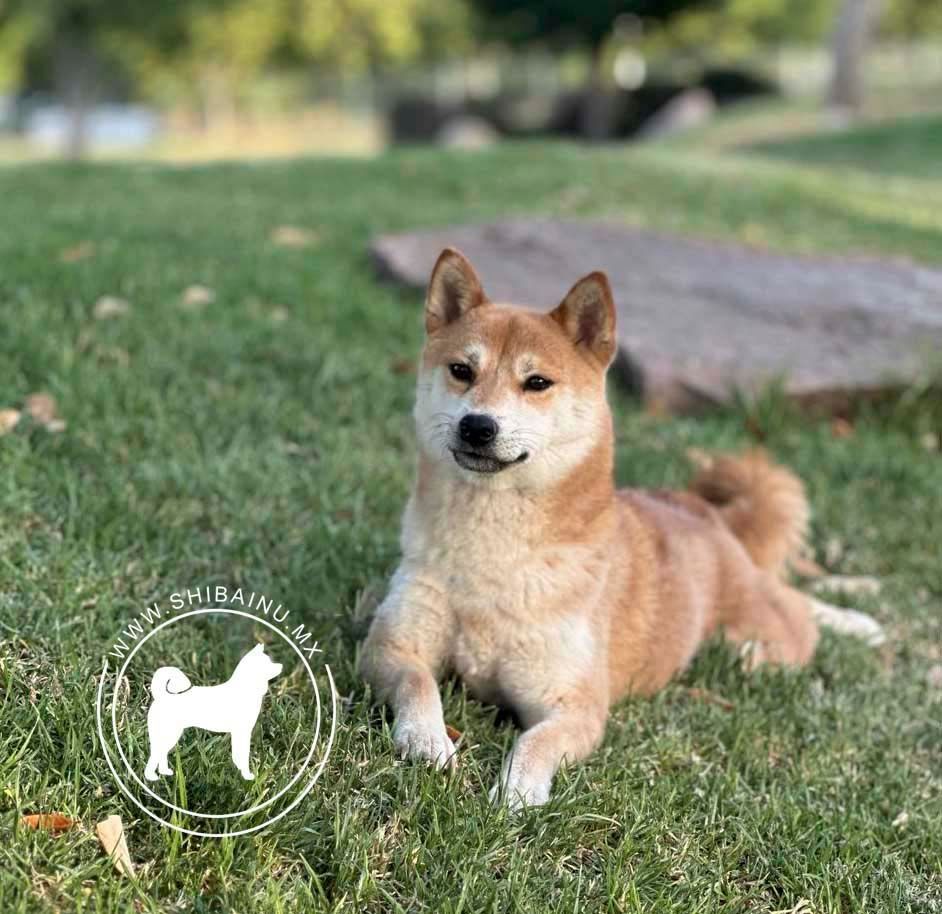 shiba inu en venta