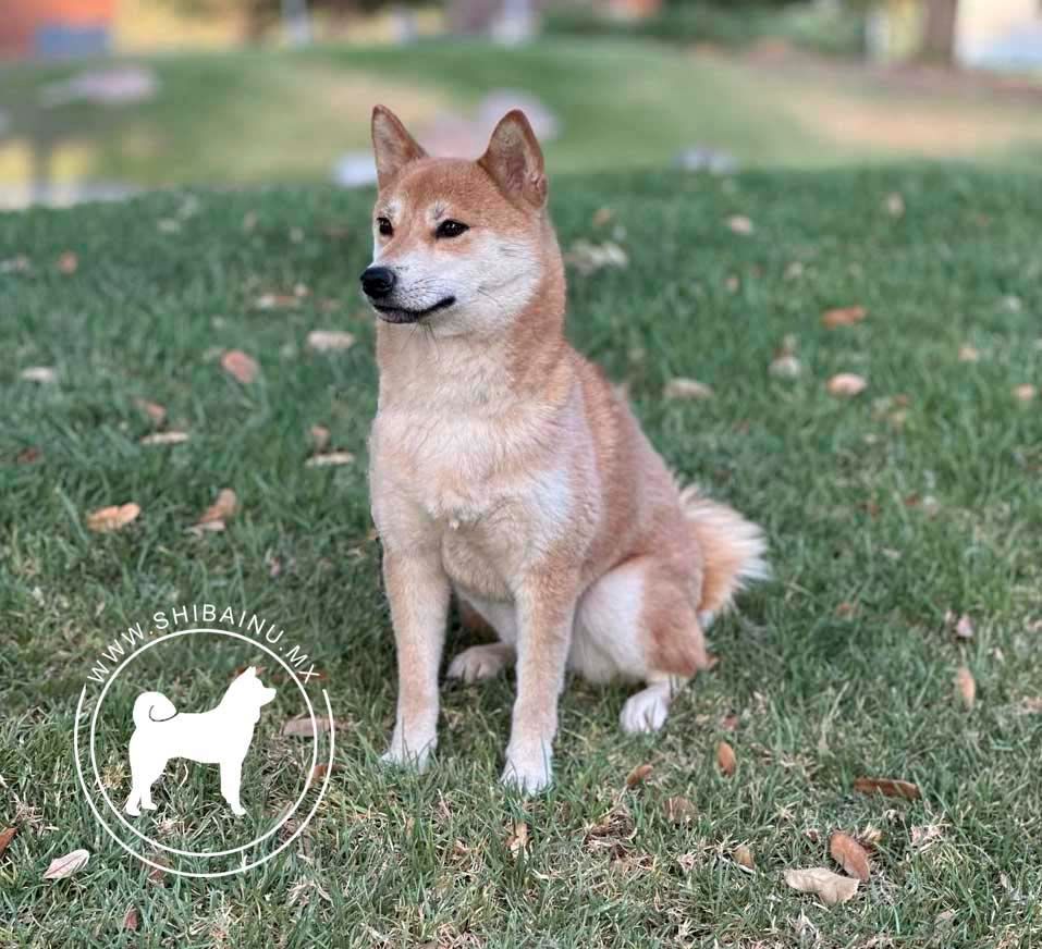 shiba inu en venta