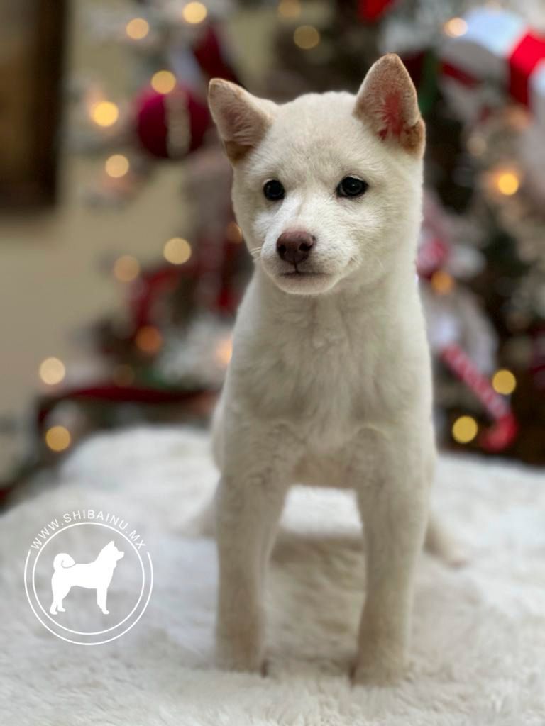 cachorro shiba inu blanco