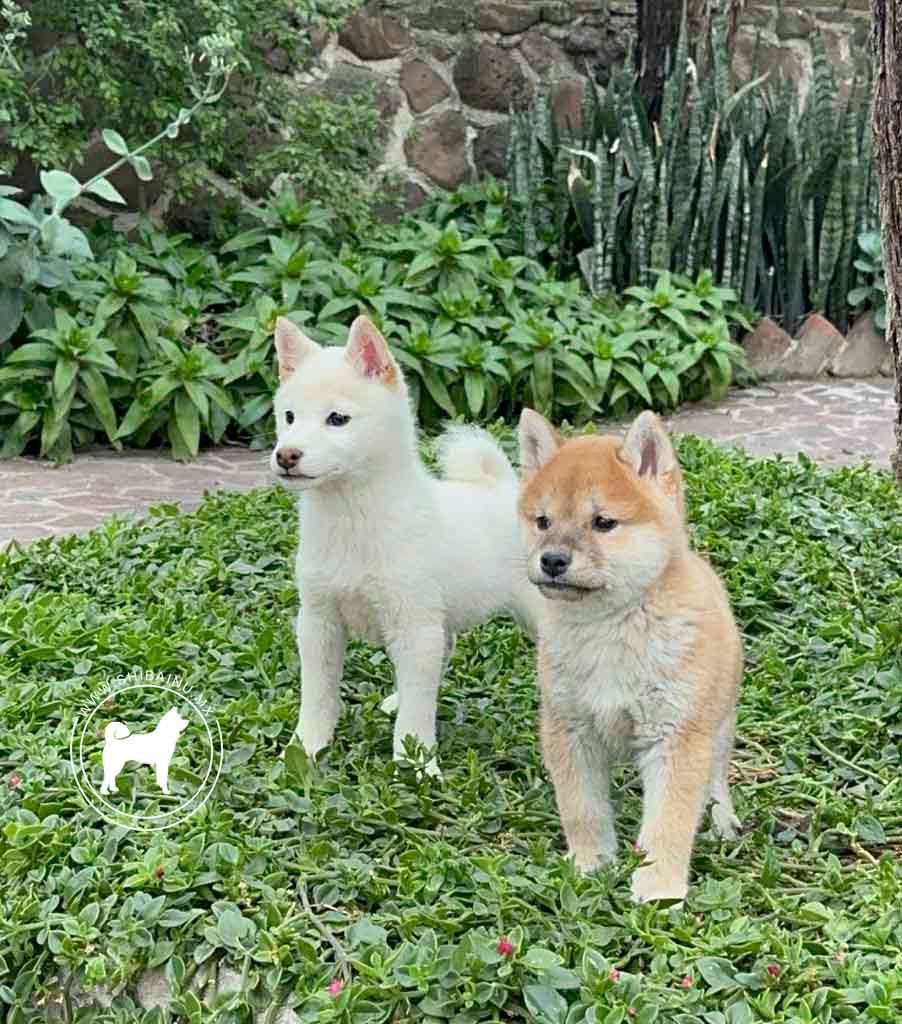 cachorro shiba inu en venta