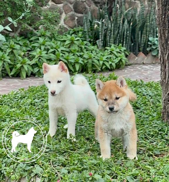 cachorro shiba inu en venta