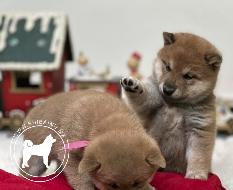 cachorro shiba inu rojo
