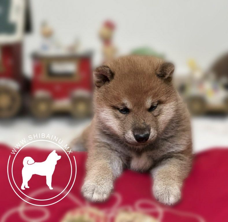 cachorro shiba inu rojo