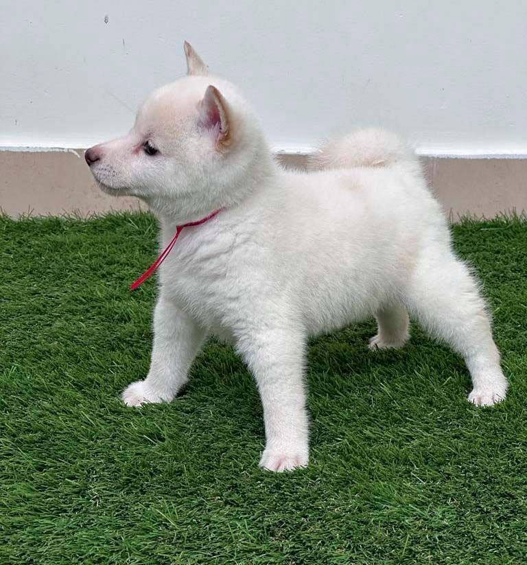 cachorro shiba inu en venta