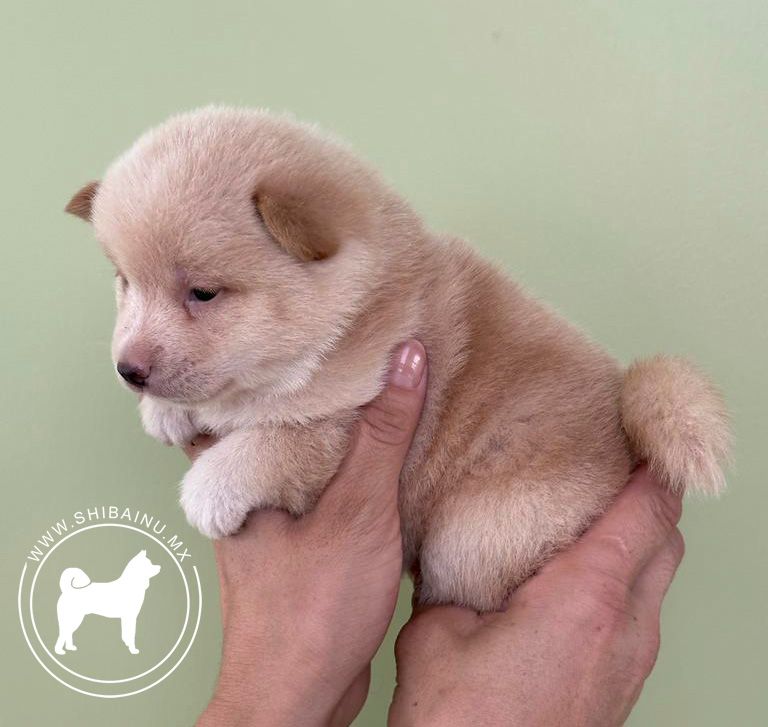 cachorra shiba inu venta
