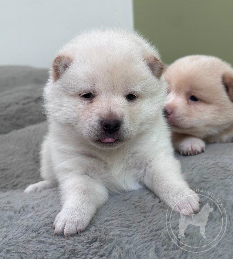 cachorra shiba inu venta