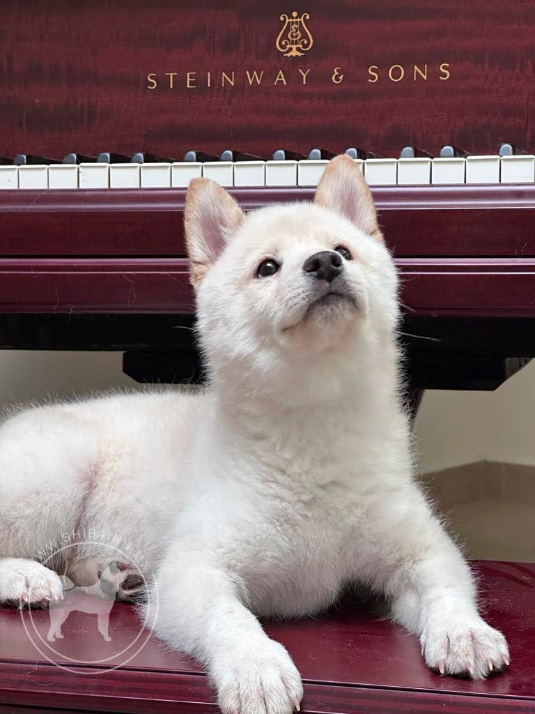 cachorro shiba inu blanco en venta