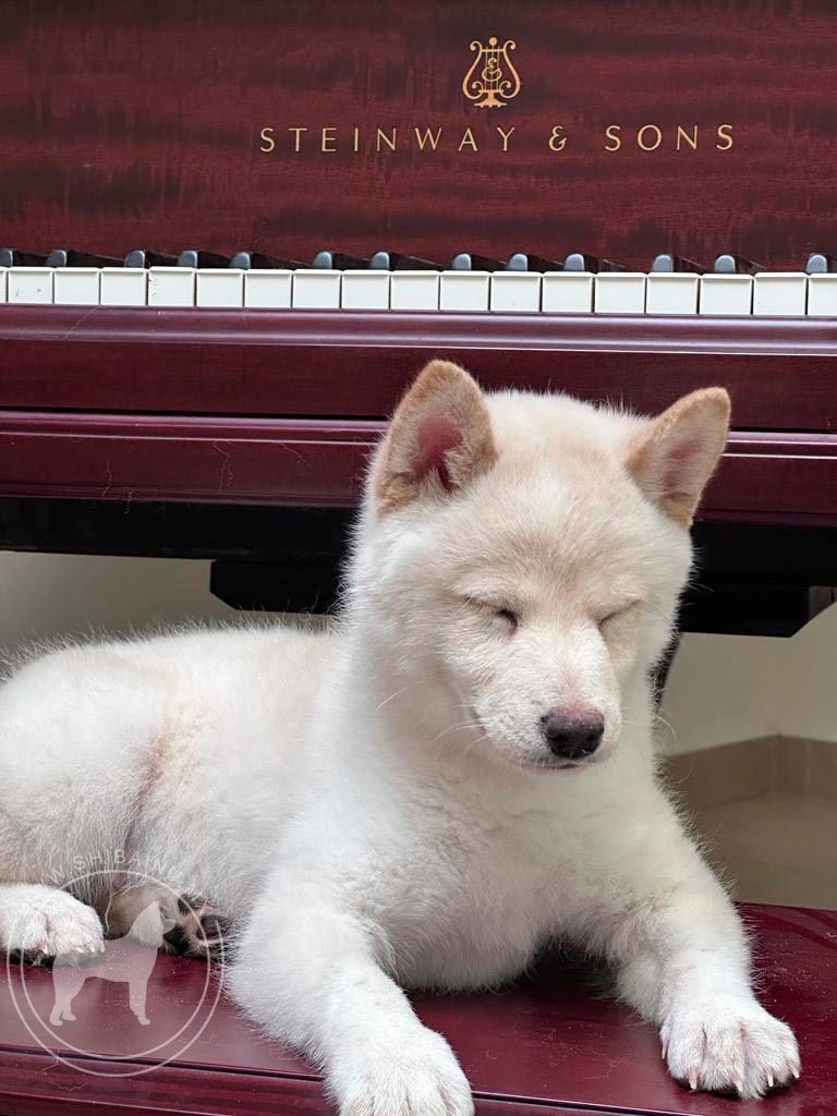 cachorro shiba inu blanco en venta