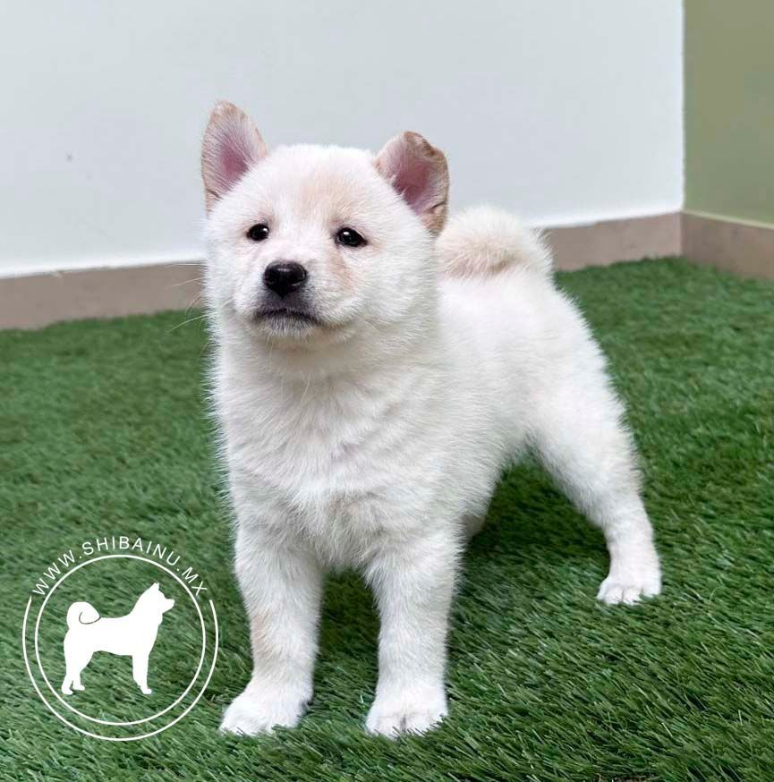 cachorro shiba inu blanco