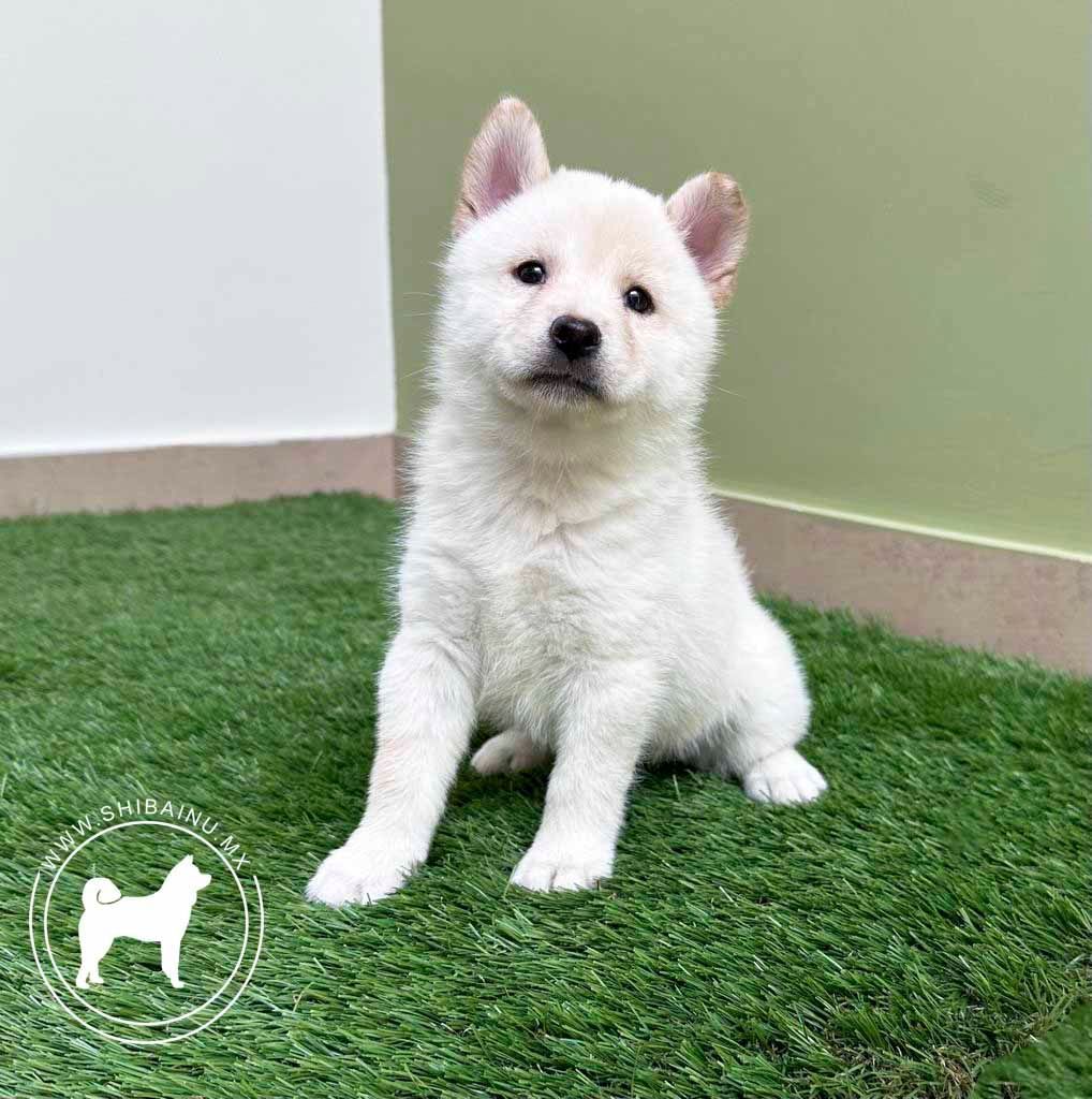 cachorro shiba inu en venta