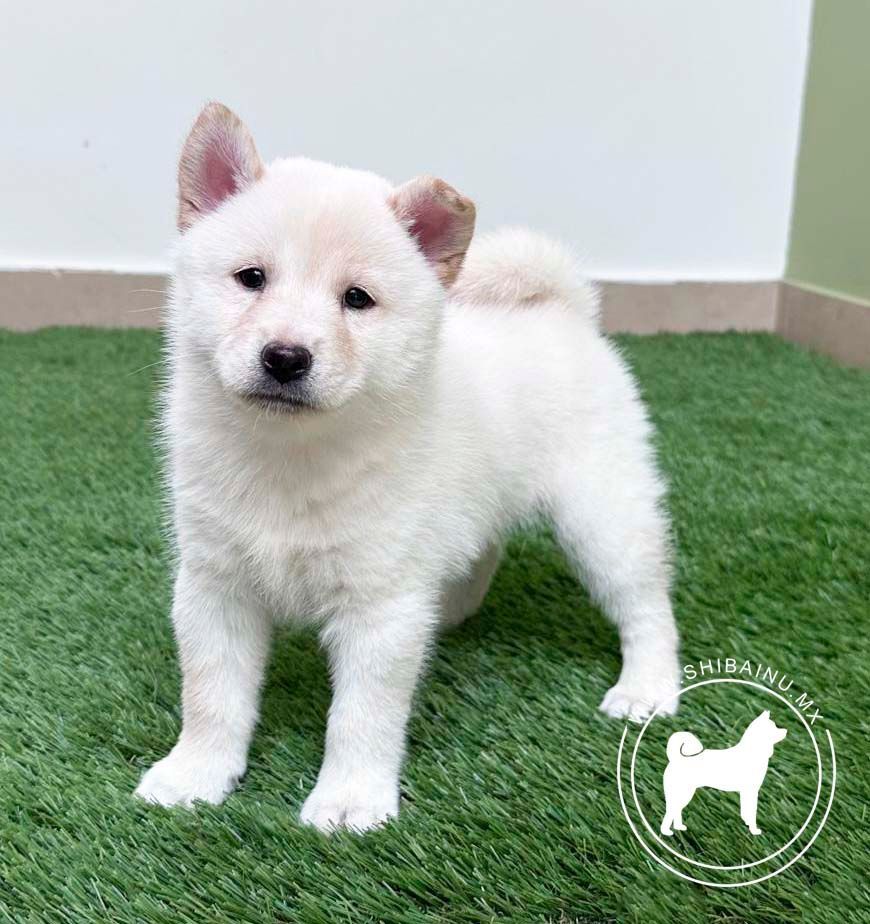 cachorro shiba inu blanco