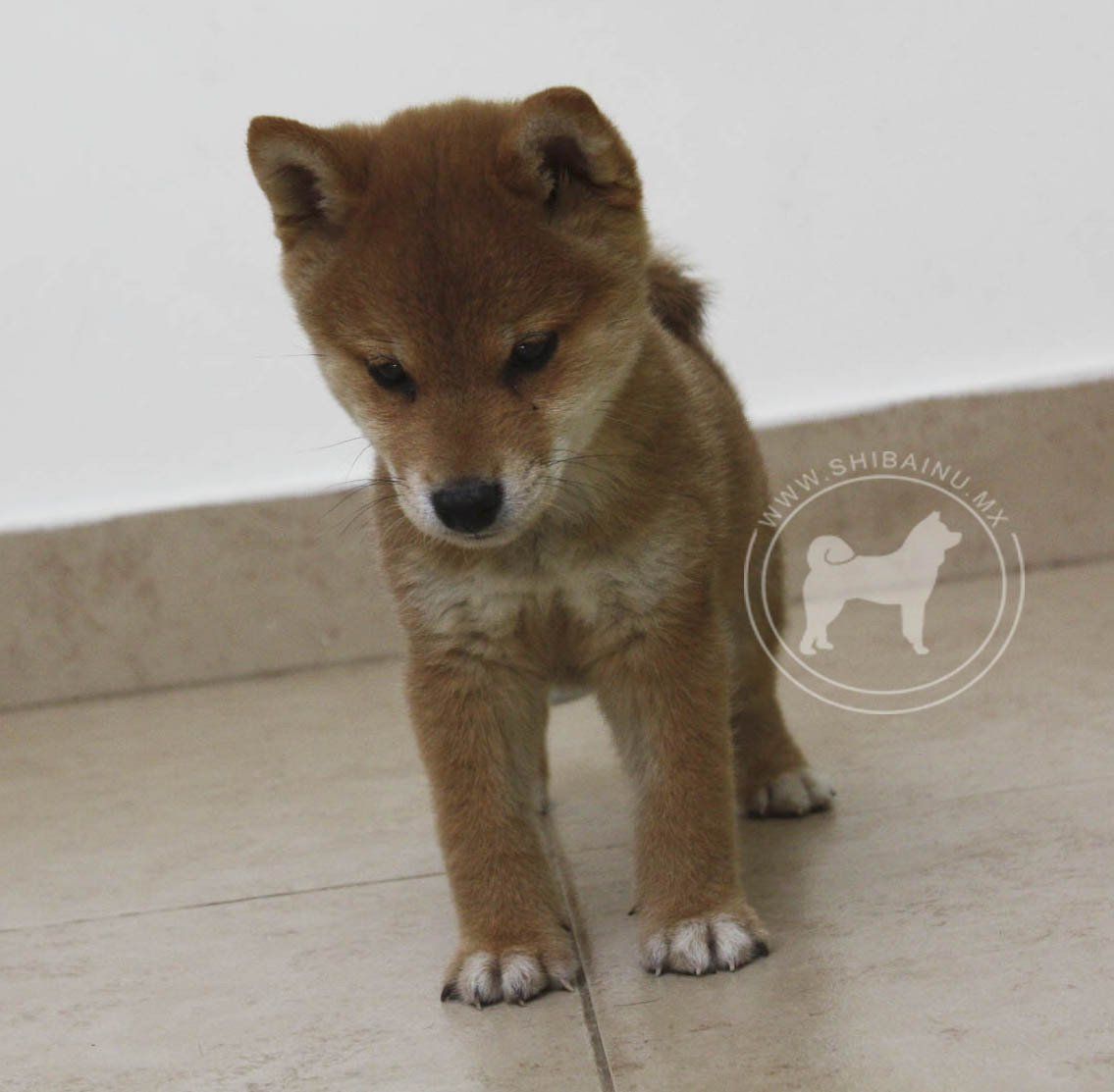 cachorro shiba inu en venta