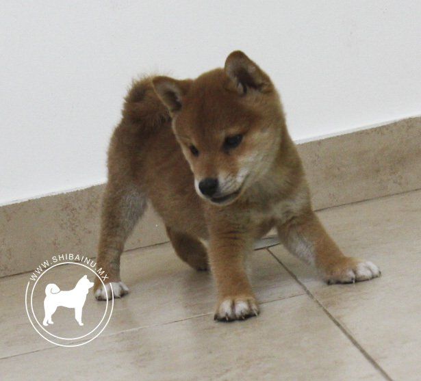 cachorros shiba inu en venta