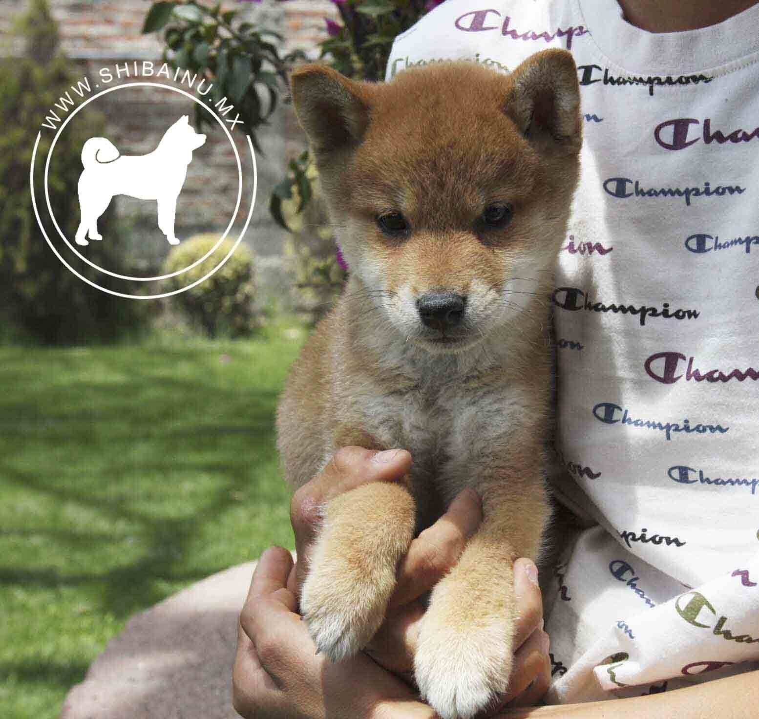 cachorros shiba inu en venta