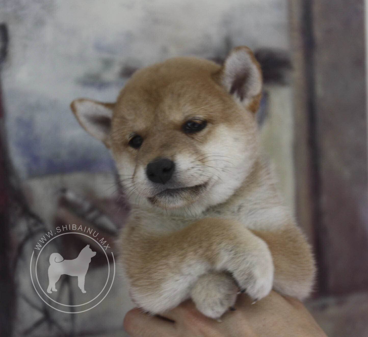 cachorro shiba inu en venta