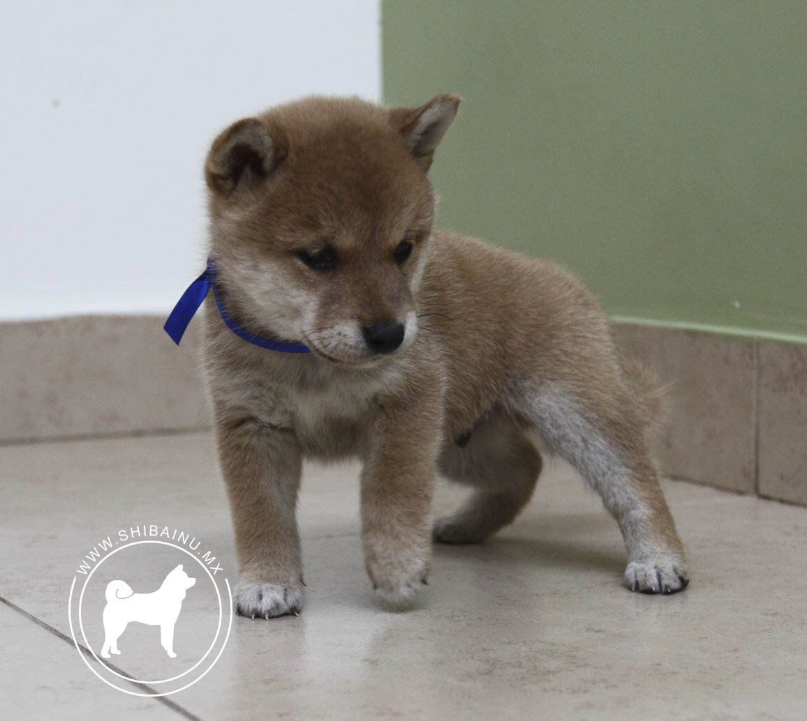 cachorro shiba inu en venta