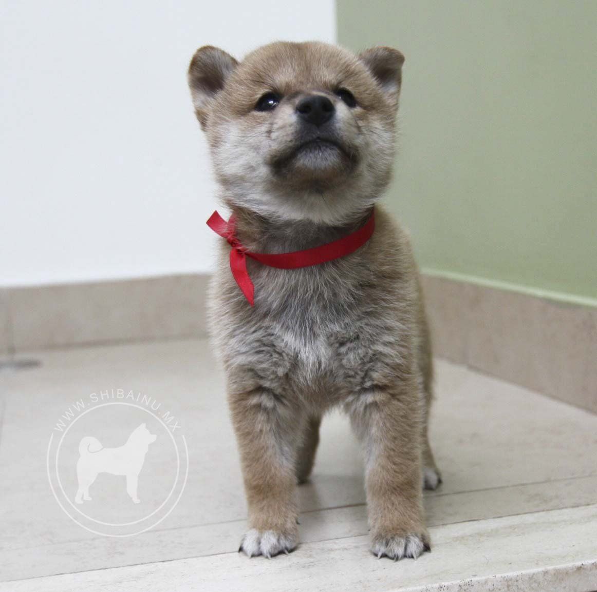 cachorro shiba inu en venta