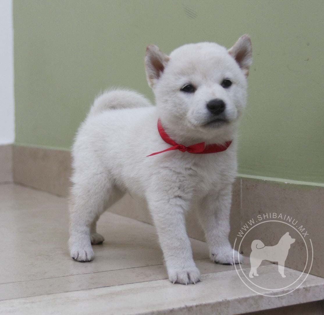 cachorro shiba inu