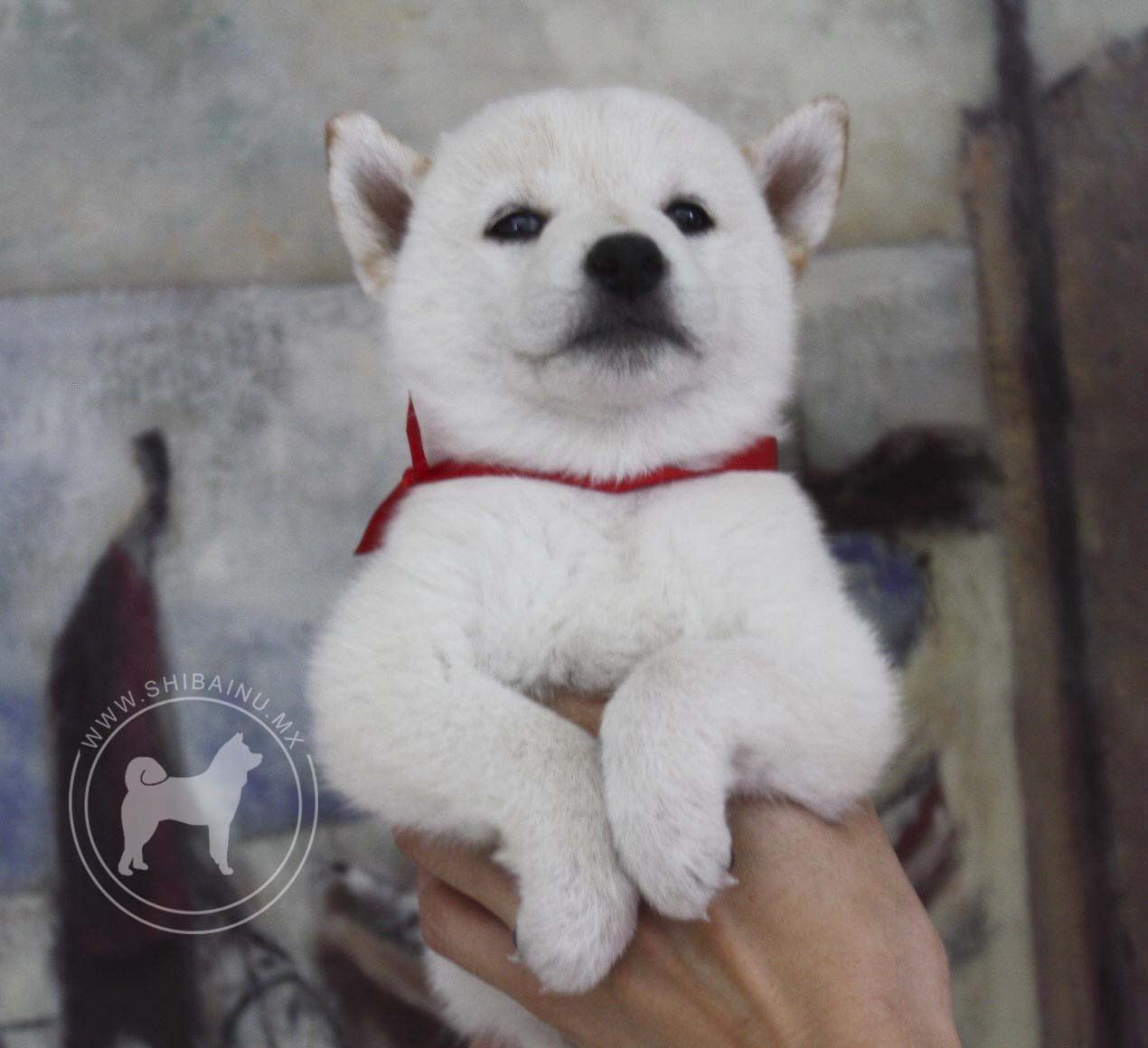 cachorro shiba inu