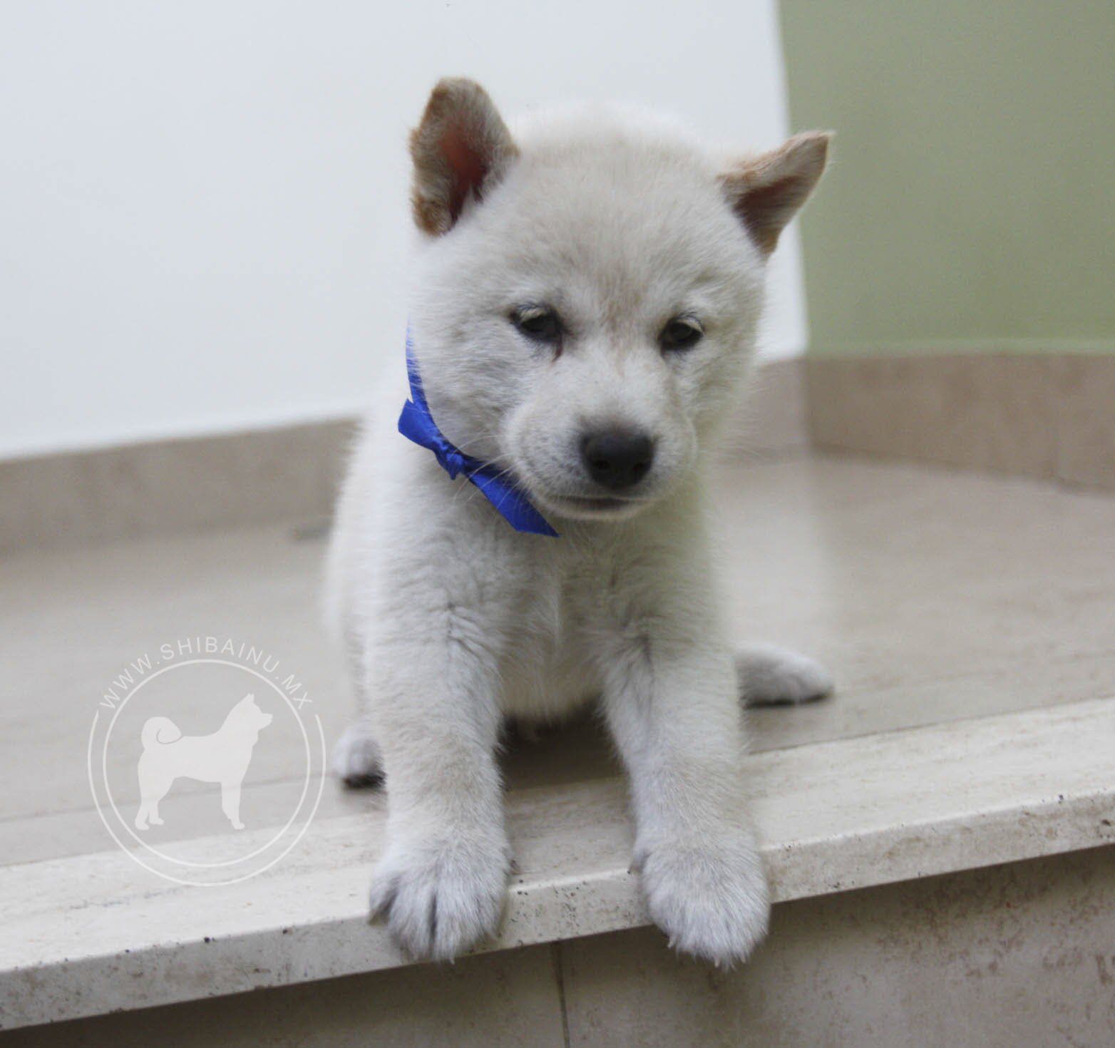 cachorro shiba inu en venta