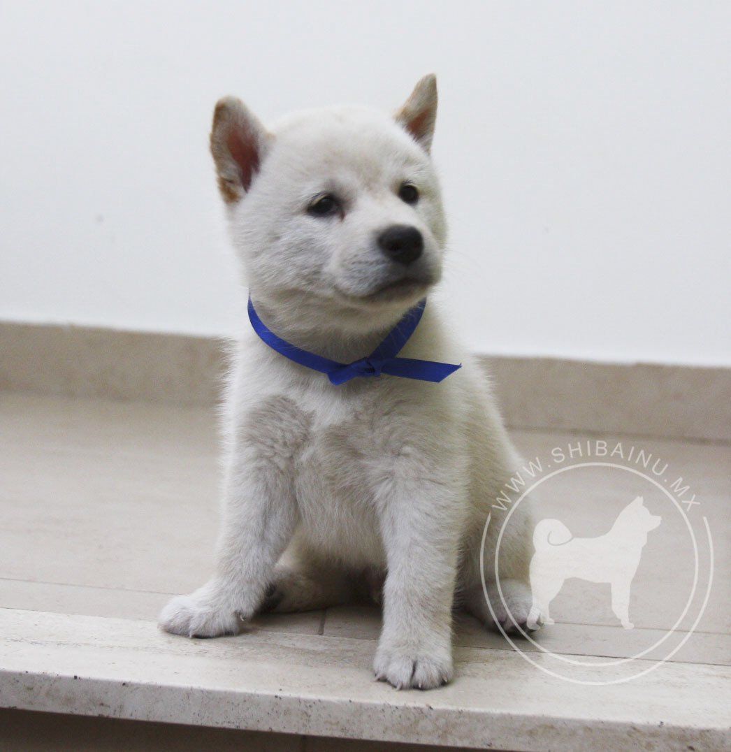 cachorro shiba inu