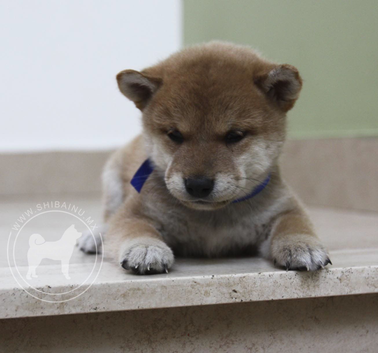 cachorro shiba inu