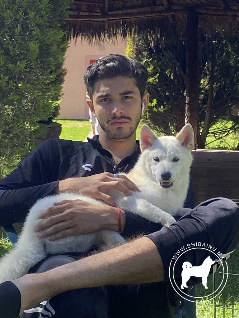 cachorro shiba inu en venta